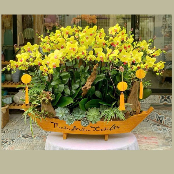 Lan Hồ Điệp - Thuyền Lan 318